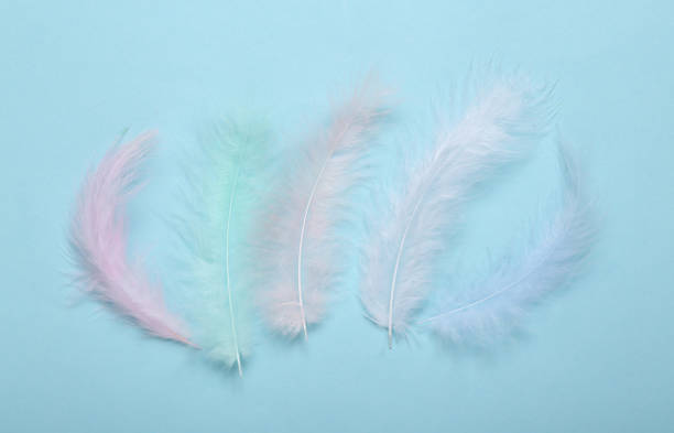 istock Soft feathers on a blue background. Minimalism. Top view. Flat lay 1347498218