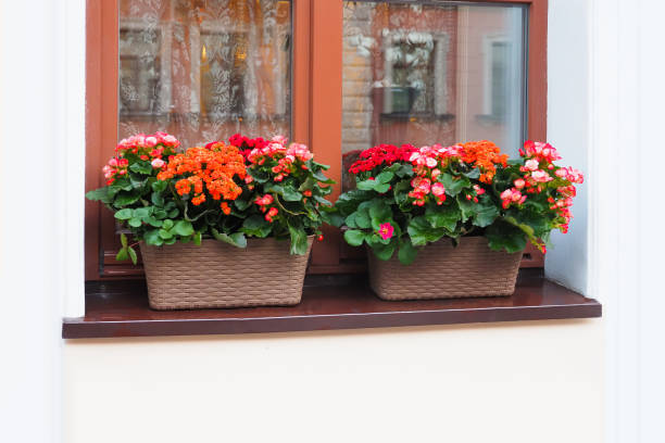 groupe de fleurs colorées de kalanchoe, plantes tropicales à fleurs succulentes dans des pots sur le rebord de la fenêtre. fenêtre décorée de fleurs de kalanchoe - kalanchoe photos et images de collection