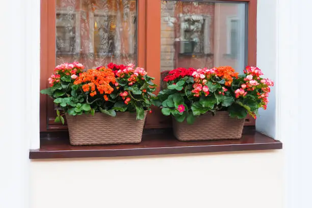 Group of colorful Kalanchoe flowers, tropical, succulent flowering plants in pots on window sill. Window decorated with Kalanchoe flowers