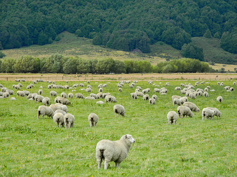 A herd of Sheep walking in the countryside during springtime in Mediterranean Turkey, Middle East