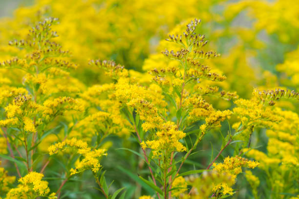 istock Yellow flowers Solidago canadensis or Canada goldenrod 1347499641