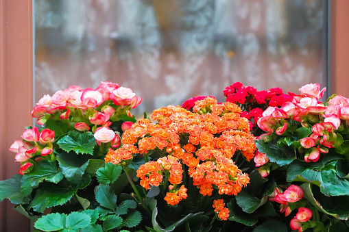 Window in old house decorated with Kalanchoe flowers. Beautiful Kalanchoe Calandiva flowers on window sill