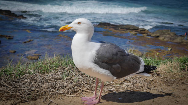 gaivota solitária fica em penhasco de praia de areia e observa ondas do oceano pacífico da califórnia - route 1 pacific ocean beach cliff - fotografias e filmes do acervo