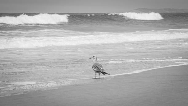 istock Lone seagull stands on sandy Pacific Ocean beach and watches waves 1347500346