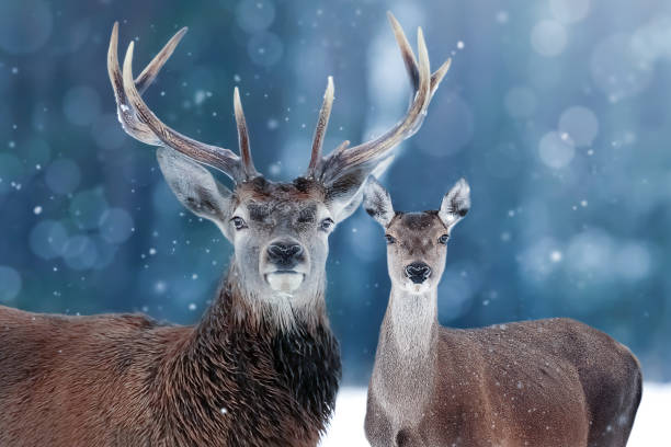 istock Noble deer in snow forest. Christmas image. Winter wonderland. 1347501576