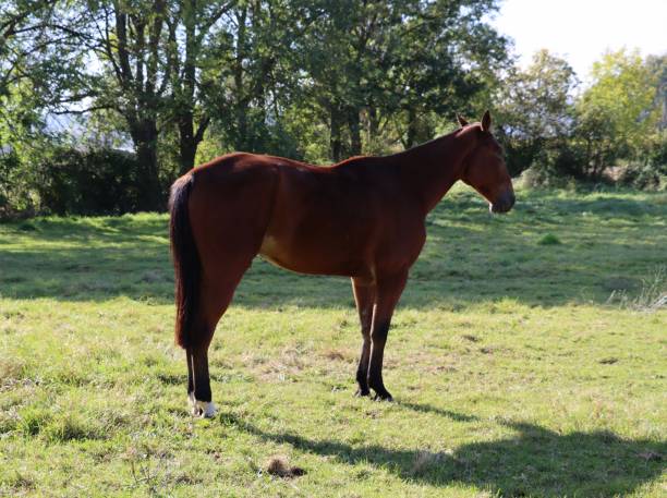 istock Horse in a meadow 1347503201