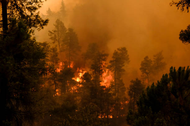 на этой фотографии изображен лесной пожар в деревне гувес на острове эвия (эвбея), 8 август�а 2021 года. - огромные smoky горы стоковые фото и изображения