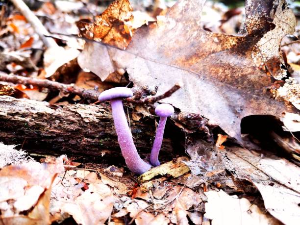 보라색과 갈색의 가을 분위기 - 자주졸각버섯 뉴스 사진 이미지