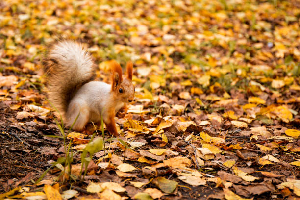 A beautiful squirrel in the autumn forest gnaws seeds, photo with copy space for text. High quality photo