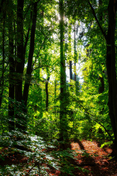 istock Beautiful scenery of a sunny forest during autumn 1347506583