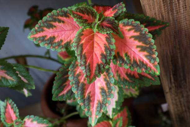 istock Close up plants of coleus, leaves texture, colorful leaf 1347506607