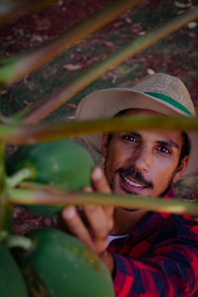 istock Worker farmer analyzing papaya fruit. Papaya plantation modernized agriculture in the interior of Brazil. Space for text. 1347506643