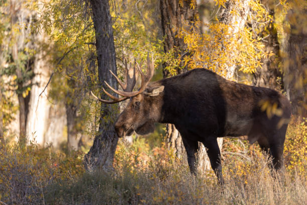 istock Bull Moose in Fall in Wyoming 1347507888
