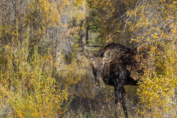 istock Bull Moose in Fall in Wyoming 1347508131