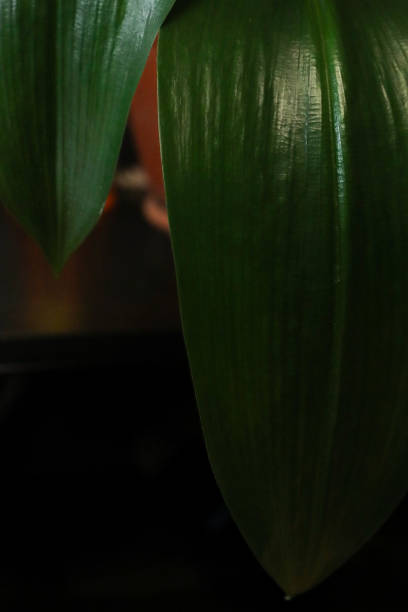 istock Several Beautiful Leaves Spathiphyllum Drimiopsis Tropical Textured 1347508998