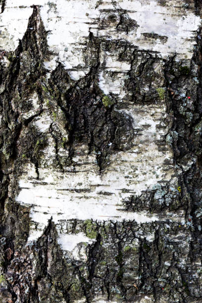 istock White gray background of dry bark of a birch tree 1347509339