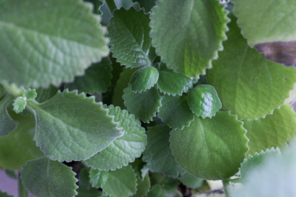 istock Lots of home mint leaves. Plant background, texture 1347510785