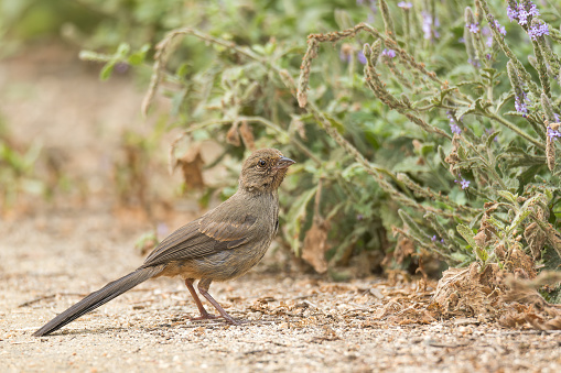 An adorable California Towhee (Melozone crissalis) on the dirt track
