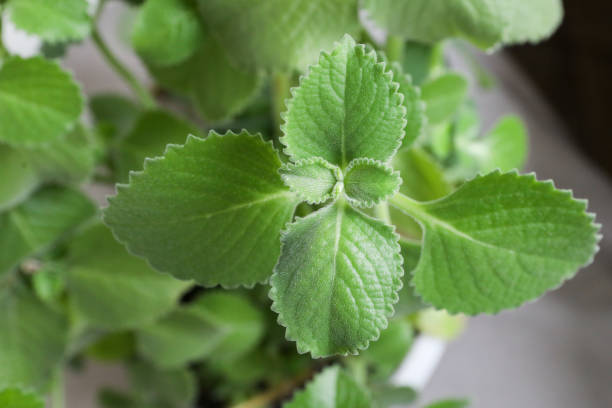 istock Lots of home mint leaves. Plant background, texture 1347510813