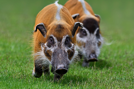 two running red river hogs (Potamochoerus porcus) also called bush pigs