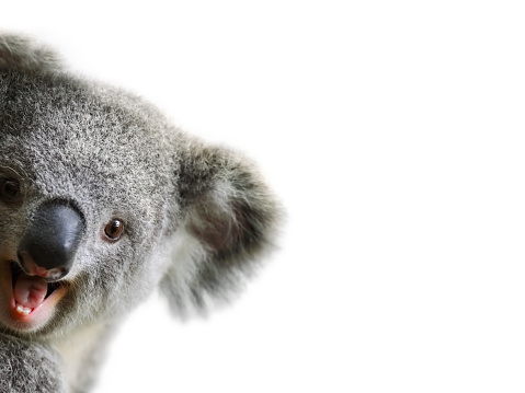 Sleepy Koala (Phascolarctos cinereus), native Australian icon, holding on to an inclined tree branch and another one seen blurred in the background.