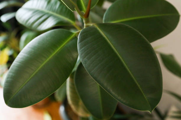 Few beautiful leaves. Tropical textured background Few beautiful leaves. Tropical textured background. Close up indian rubber houseplant stock pictures, royalty-free photos & images