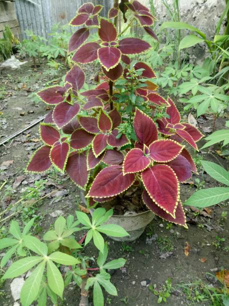 istock close-up of leaves. leaf texture. medicinal plants 1347512931