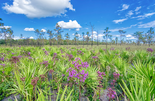 The beautiful natural surroundings of Hal Scott Preserve near Orlando Florida.  Hal Scott Regional Preserve and Park is a 9,515-acre nature preserve located along the banks of the Econlockhatchee River.