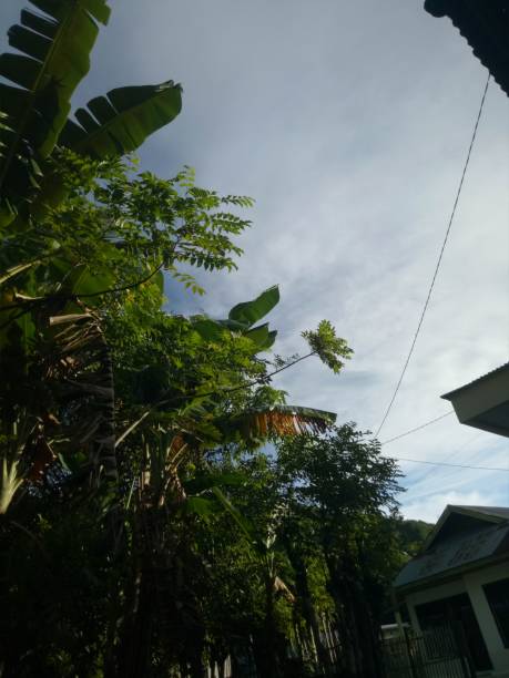 istock teak trees that are lush with blue sky backgrounds 1347512972
