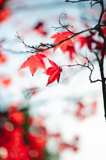 Maple Leaves- Creative Stock Photograph stock photo