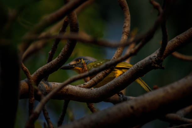 istock Grey-headed bushshrike; Birding in Botswana 1347513159