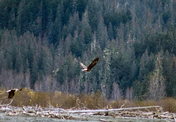 istock Eagles of Alaska 1347513995