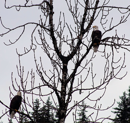 Eagles perched in trees above the Lowe river are there feasting on salmon that have been trapped in small pools of water. 
The Lowe river outside of Valdez Alaska has changed it flow and many areas contain smaller pools of water stocked with salmon that were swimming up stream to spawn. These fish are now dead and the pools become feasting areas for the abundant wildlife of Alaska
