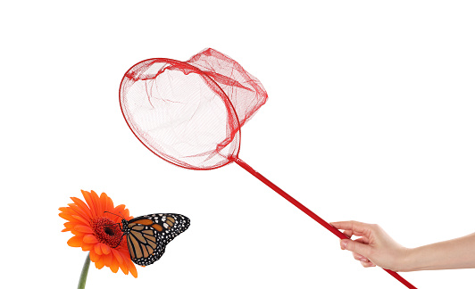 Woman catching butterfly with net on white background, closeup