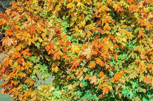 Red, yellow, green maple foliage in autumn