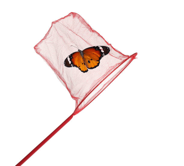istock Beautiful monarch butterfly in net on white background 1347514198