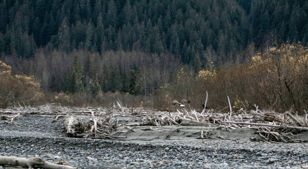 istock Eagles of Alaska 1347514247