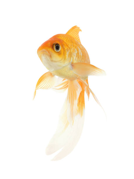 istock Beautiful bright small goldfish isolated on white 1347514549