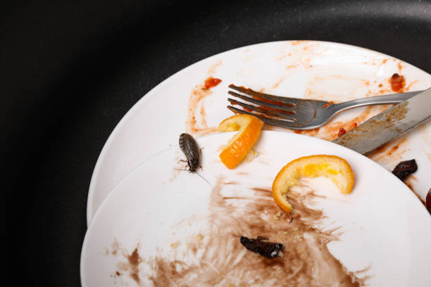 istock Cockroaches and dirty dishware in sink, closeup. Pest control 1347514959