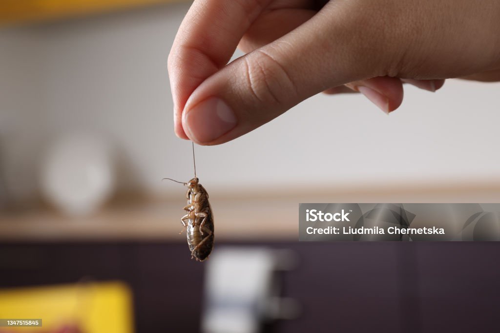 Woman holding cockroach in kitchen, closeup. Pest control Cockroach Stock Photo