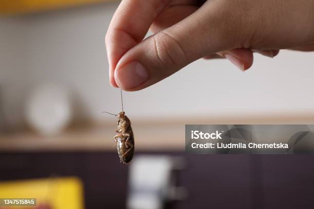 Woman Holding Cockroach In Kitchen Closeup Pest Control Stock Photo - Download Image Now