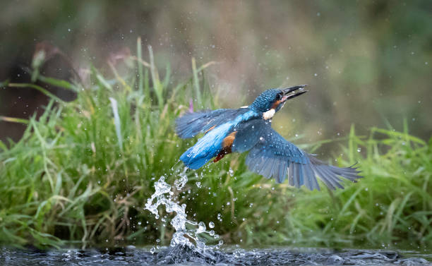 istock A side view of a kingfisher (Alcedo atthis ) emerging from the water. 1347516182