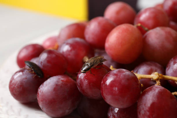 Bunch of red grapes slowly ripening on a green vine in a vineyard