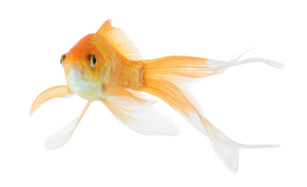 istock Beautiful bright small goldfish isolated on white 1347516379