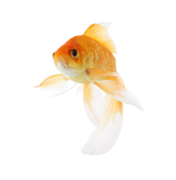 istock Beautiful bright small goldfish isolated on white 1347516468