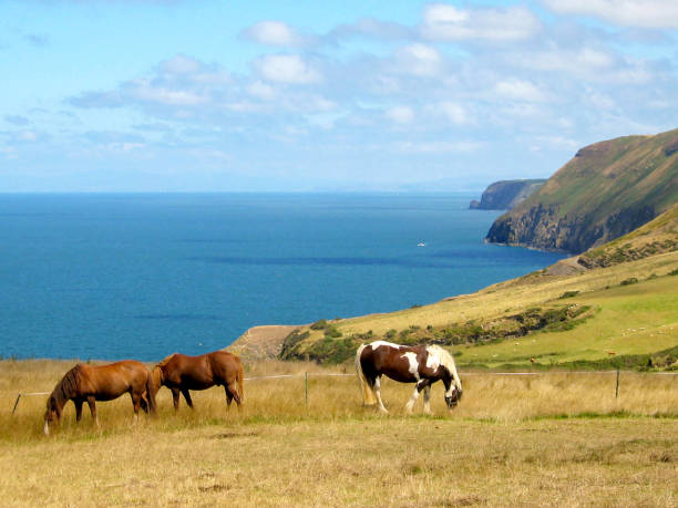 istock Ponies grazing in a field on the coast 1347517167