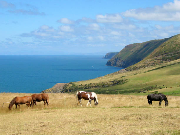 istock Ponies grazing in a field on the coast 1347517262