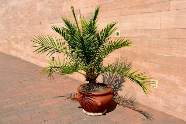 istock small decorative palm tree planted in clay elegant clay pot. stone wall background. 1347517748