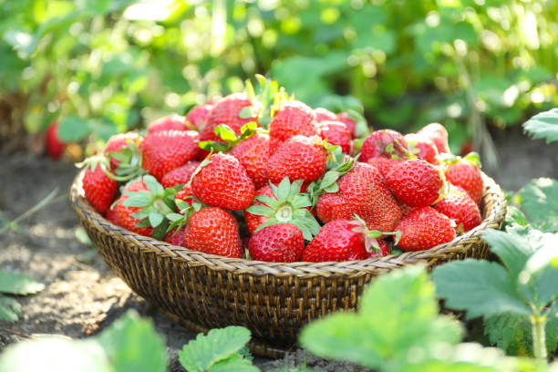 istock Delicious ripe strawberries in wicker basket outdoors, closeup 1347518416