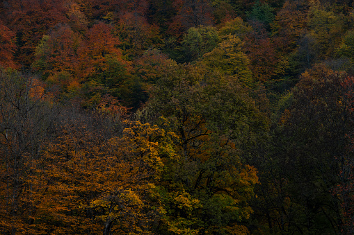 Autumn landscape. Colorful fairy trees in the autumn forest.